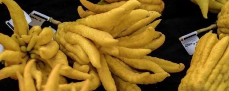 佛手浇水的时间/方法/水量/频率 佛手浇水的时间/方法/水量/频率