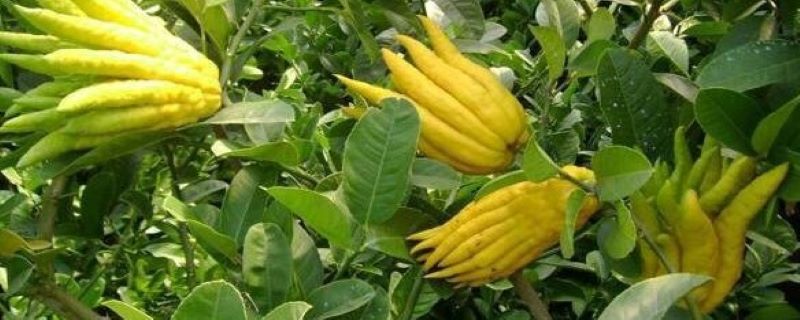 佛手的光照/土壤/温度/水分/施肥方法 佛手的光照/土壤/温度/水分/施肥方法