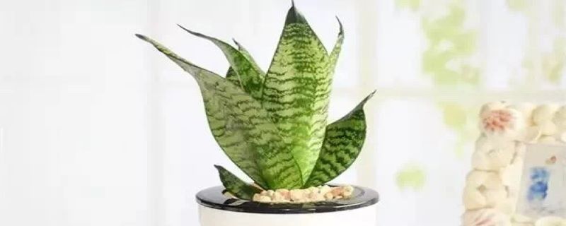 虎尾兰浇水的时间/方法/水量/频率 虎尾兰浇水的时间/方法/水量/频率