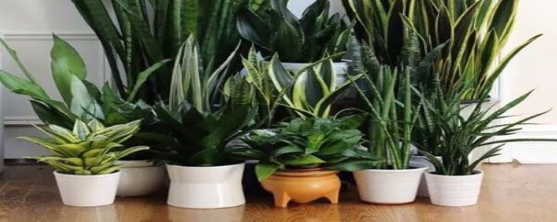 虎尾兰的光照/土壤/温度/水分/施肥方法 虎尾兰的光照/土壤/温度/水分/施肥方法
