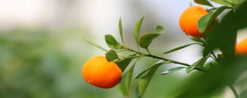 金桔浇水的时间/方法/水量/频率