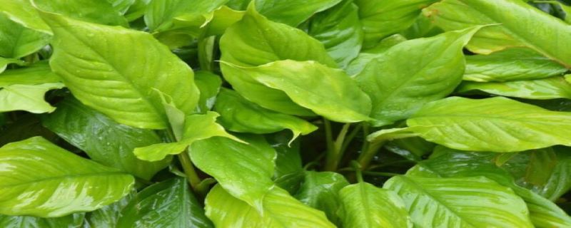 万年青浇水的时间/方法/水量/频率 万年青浇水的时间/方法/水量/频率