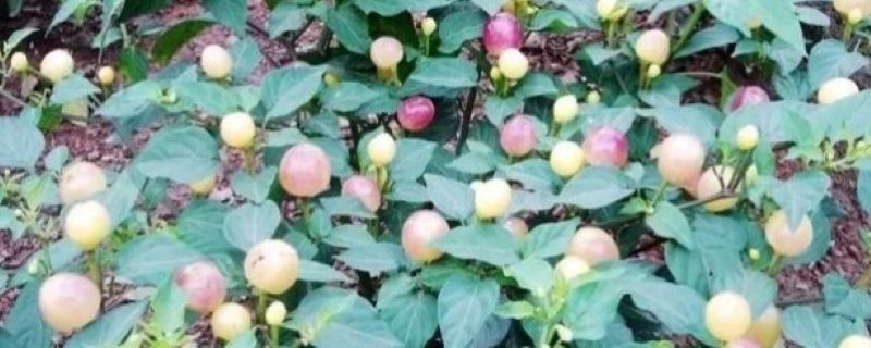 五色椒有哪些病虫害,应如何防治 五色椒有哪些病虫害,应如何防治