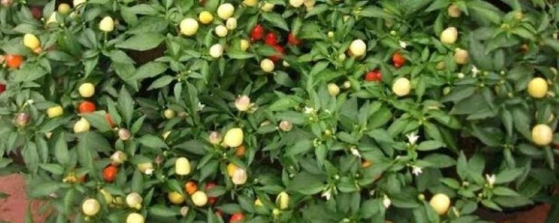 五彩椒的光照/盆土/温度/水分/施肥方法 五彩椒的光照/盆土/温度/水分/施肥方法