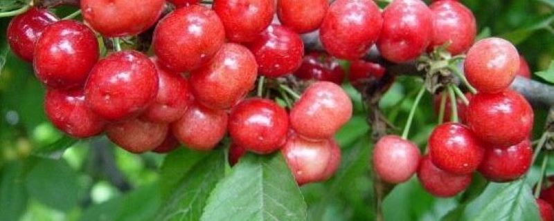 樱桃浇水的时间/方法/水量/频率 樱桃浇水的时间/方法/水量/频率