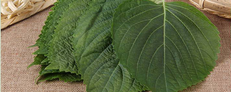 家里怎么种植苏子叶 家里怎么种植苏子叶
