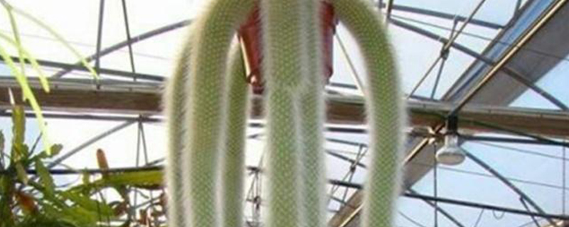 多肉植物九尾狐怎么养