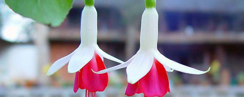 吊钟花可以用水养吗 吊钟花可以用水养吗