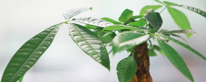 发财树夏天多久浇水 发财树夏天多久浇水