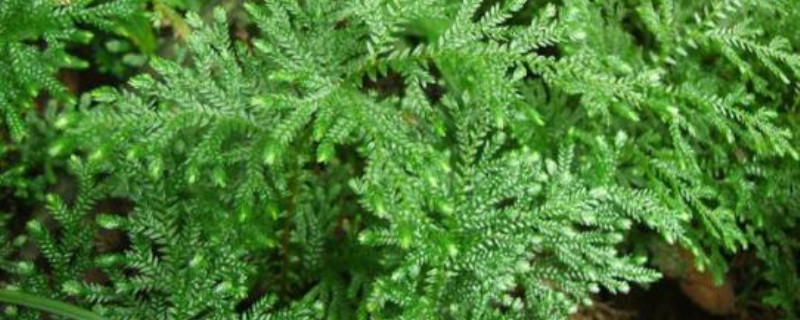 卷柏是蕨类植物吗 卷柏是蕨类植物吗