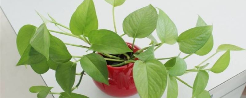 室内花有哪些 室内花有哪些