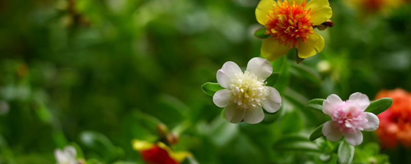 6月开什么花 6月开什么花