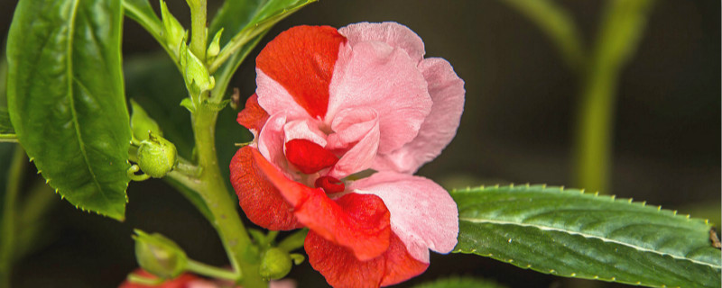 凤仙花种子的特点 凤仙花种子的特点