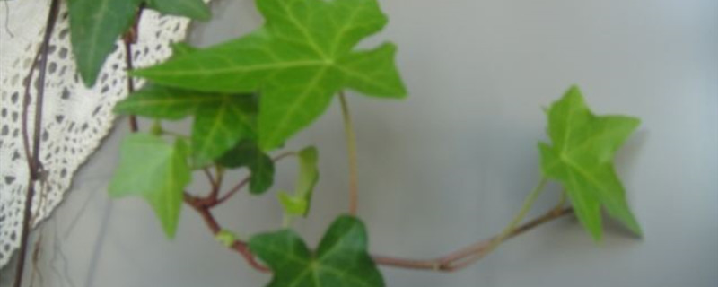 修剪植物剪掉叶片的原因 修剪植物剪掉叶片的原因