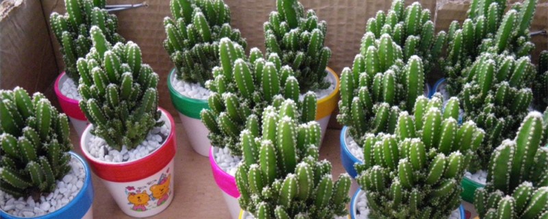 万重山开花吗 万重山开花吗