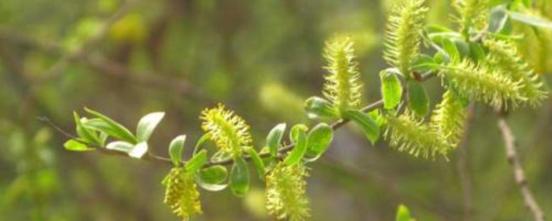 柳树花是完全花吗