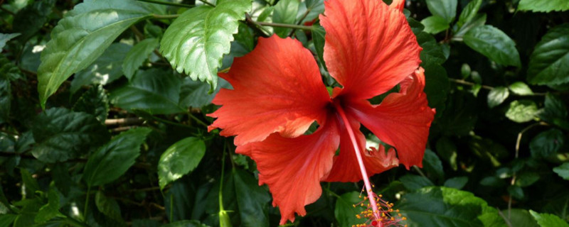 朱槿花怎么养 朱槿花怎么养