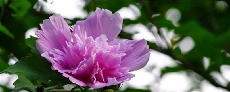 木槿花叶子发黄是怎么回事 木槿花叶子发黄是怎么回事