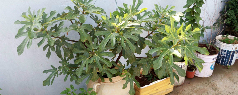 无花果移栽技巧 无花果移栽技巧