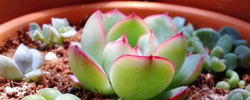 如何给花月夜施肥 如何给花月夜施肥