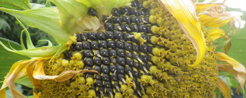 带壳的葵花籽就是向日葵的种子吗 带壳的葵花籽就是向日葵的种子吗