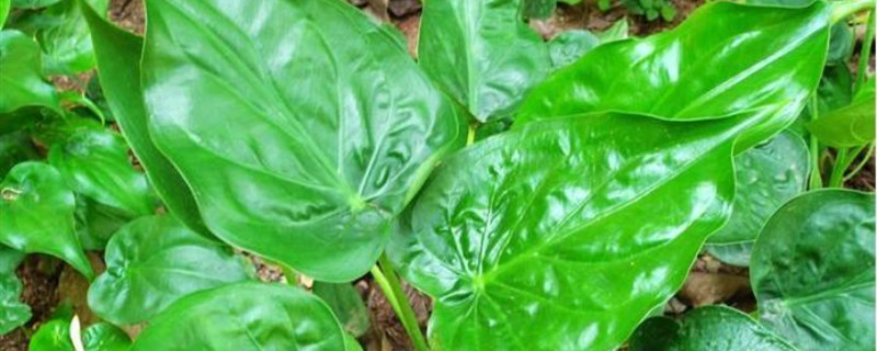 尖尾芋的养殖方法 尖尾芋的养殖方法
