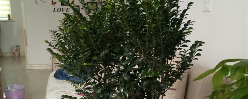 小叶紫檀开花吗 小叶紫檀开花吗
