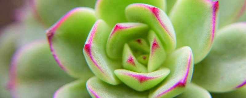 花月夜开花怎么办 花月夜开花怎么办