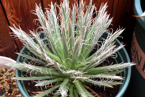 树冰 Agave tomeyana spp.bella 树冰 Agave tomeyana spp.bella