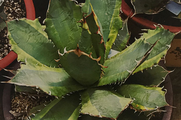 仁王冠锦 Agave titanota ‘Variegata’ 仁王冠锦 Agave titanota ‘Variegata’