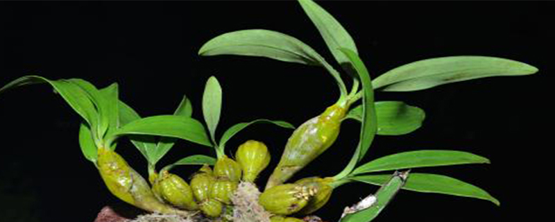 石斛开花后怎样管理 石斛开花后怎样管理
