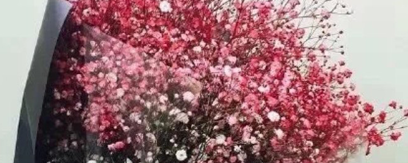 满天星是干花还是鲜花 满天星是干花还是鲜花