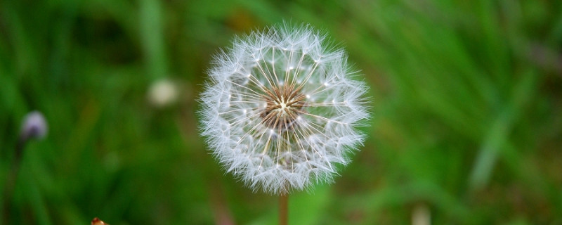 耳瘢草是蒲公英吗 耳瘢草是蒲公英吗