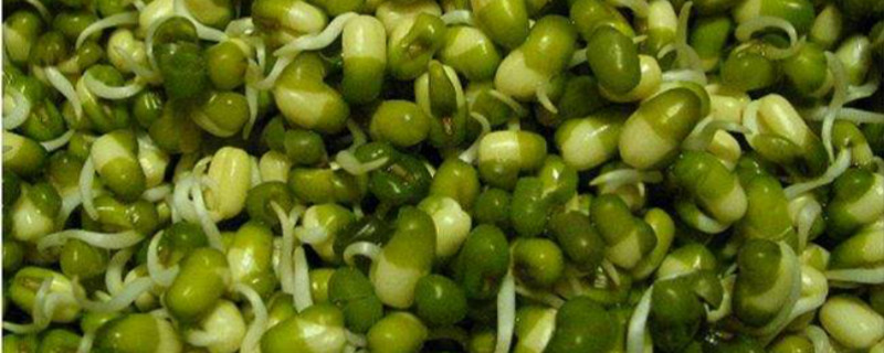 绿豆几月份种 绿豆几月份种