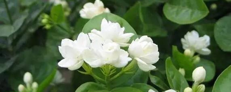 茉莉花开多久 茉莉花开多久