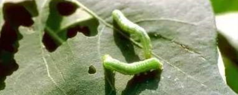 苦皮藤素能打什么虫 苦皮藤素能打什么虫