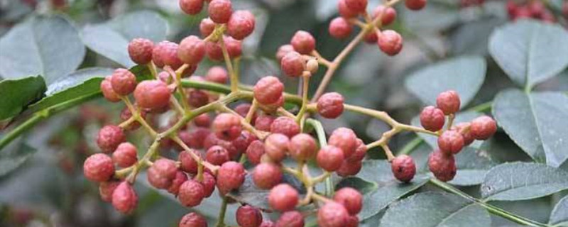 花椒籽几月种 花椒籽几月种