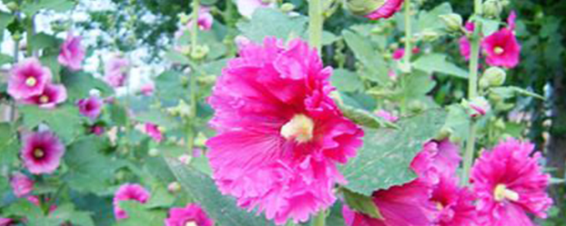 蜀葵几月种 蜀葵几月种