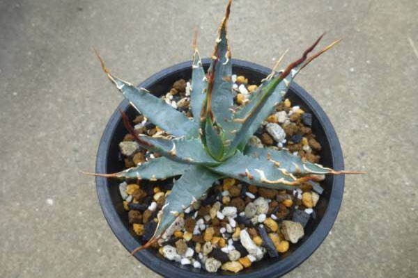 曲刺妖炎 Agave utahensis ‘Eborispina’ 曲刺妖炎 Agave utahensis ‘Eborispina’