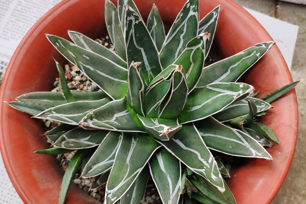 笹之雪 Agave victoriae-reginae 笹之雪 Agave victoriae-reginae