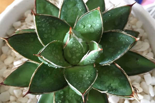小型笹之雪 Agave victoriae-reginae ‘Micro Form’ 小型笹之雪 Agave victoriae-reginae ‘Micro Form’