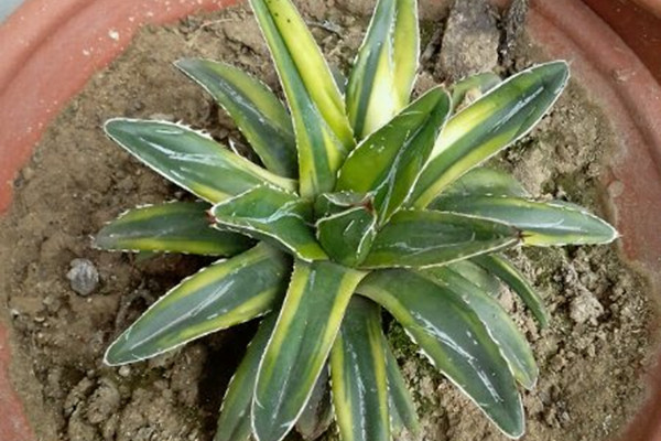 笹之雪锦 Agave victoriae-reginae ‘Variegata’ 笹之雪锦 Agave victoriae-reginae ‘Variegata’