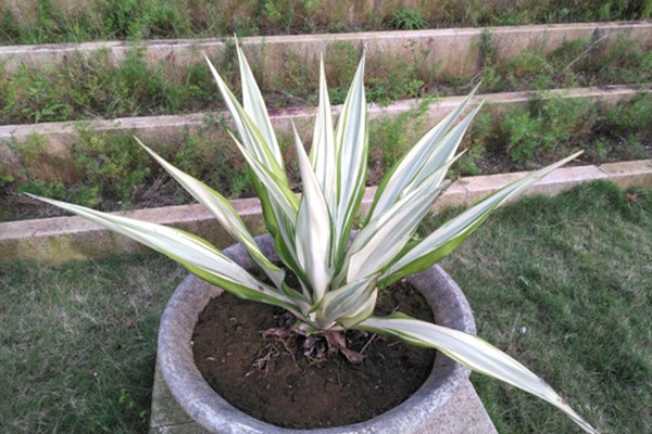 黄纹巨麻 Furcraea foetida ‘Mediopicta’ 黄纹巨麻 Furcraea foetida ‘Mediopicta’