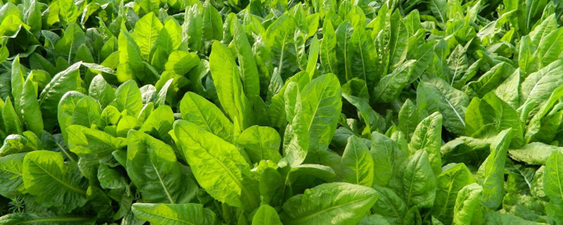 菊苣长什么样子 菊苣长什么样子