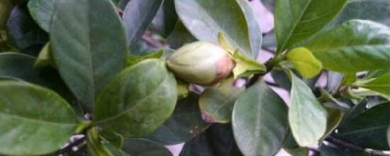 栀子花花苞掉了是怎么了 栀子花花苞掉了是怎么了