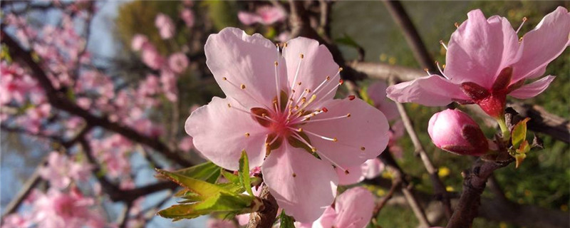 桃花枝怎么生根 桃花枝怎么生根