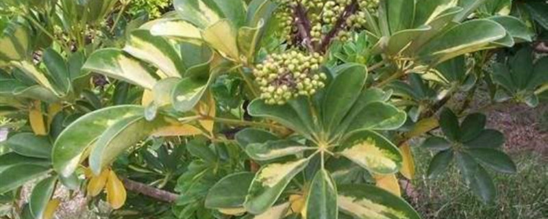 鸭掌木开花吗 鸭掌木开花吗
