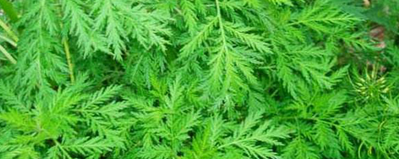 青蒿素是什么植物提取的 青蒿素是什么植物提取的