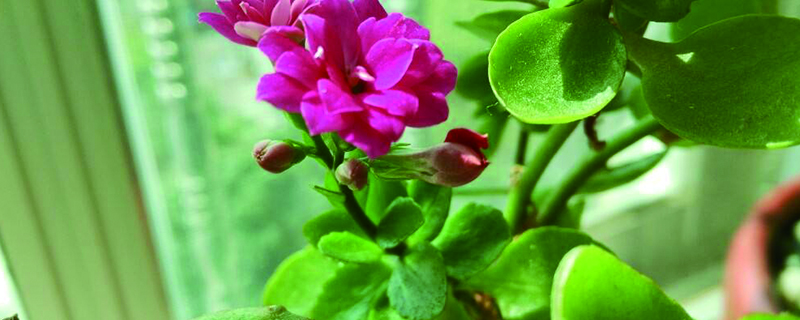 长寿花根部发黑能活吗