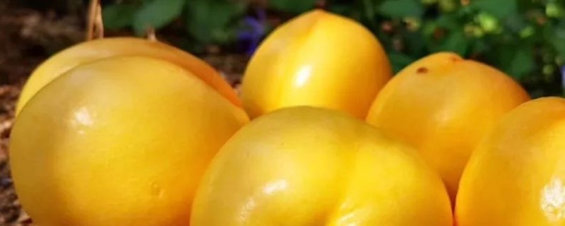黄金油桃的特点 黄金油桃的特点